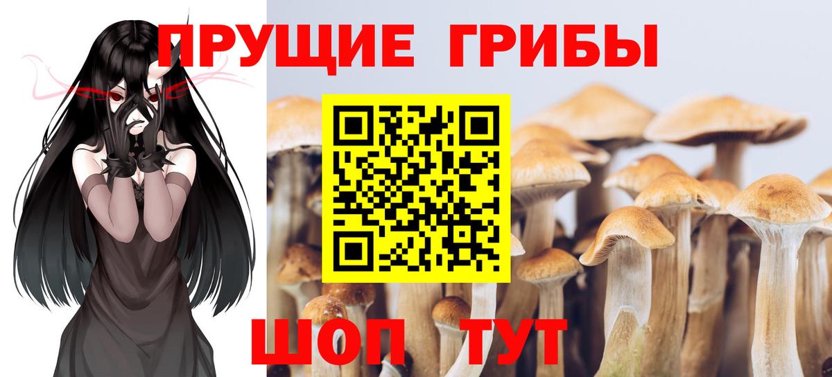Галлюциногенные грибы Psilocybe Советская Гавань